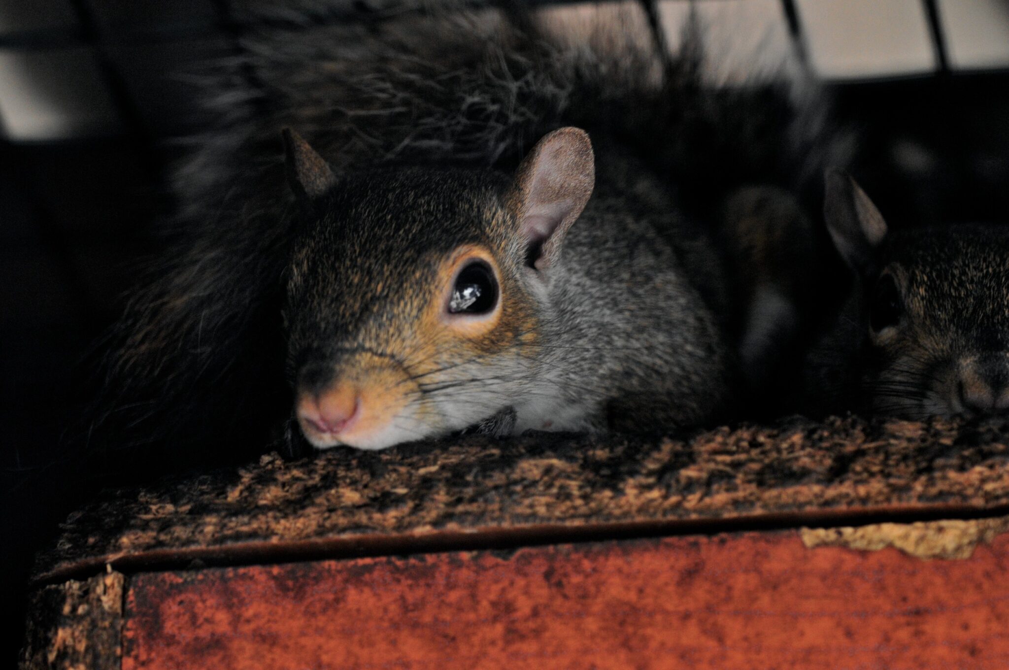 Learning Center Pest Control Colorado Springs, Exterminator, Animal Control